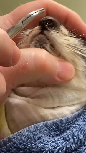 Be on the lookout, it's cuterebra season!A cuterebra is a type of bot fly larva, that is ingested as an egg and makes its way to the surface of an animal’s skin as it matures.All credits goes to Fredonia veterinary Clinic On Facebook#gross #fy #fyp #fypシ #fypage #for #foryou #foryoupage #trending #viral #viralvideos #viralpost #omg #omgpage #tiktok #tiktokviral #xyzbca #parati #wtf #pourtoi #botfly #botflyremoval #insect #parasite #bugatti #�� #�� #professorholt #cuterebra #warble #vetmed #bugto