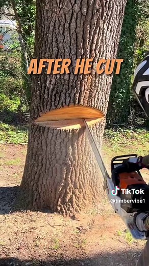 TimberVibes on TikTok