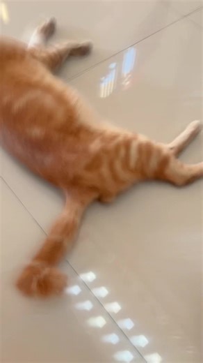 Kucing Lucu: Perjalanan Kucing Cowo Bawa Kucing Cewe