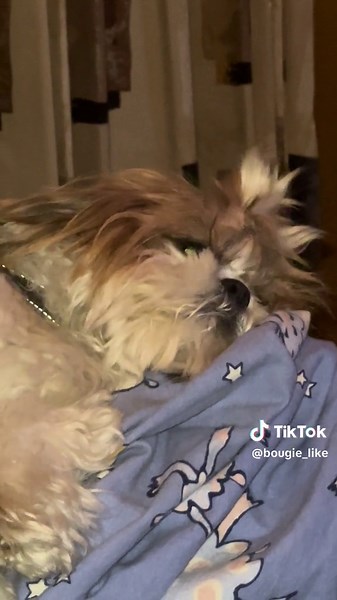 Bougie-like (@bougie_like)’s videos with original sound - Bougie-like