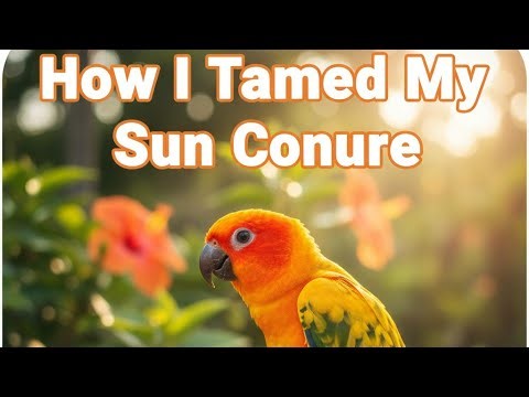 How to tame( i tamed ) a young sunconure 🦜#Sunconure #Tamedparrot #Sunconureparrot