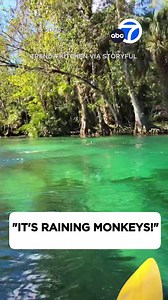 1.8M views · 24K reactions | “It’s raining monkeys!” A Florida woman’s peaceful kayak was abruptly interrupted when dozens of feral monkeys cannonballed into the water at Silver Springs State Park in Florida.  | ABC7 | Facebook