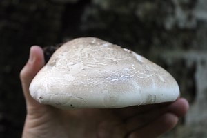 Birch Polypore: Identification & Uses