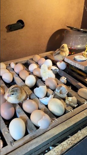 Incredible hatching in homemade Automatic egg incubator