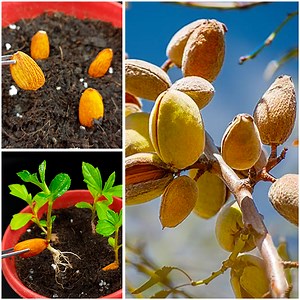 178K views · 2.1K reactions | How to grow Almond tree at Home - The Easiest Way to Grow Almonds Tree | Rana Craft | Facebook