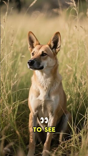 Amazing Facts about Australia’s Wild Dingo 🐕 | Outback Predator #Shorts #australianwildlife