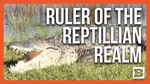 A colossal crocodile aptly nicknamed "Croczilla" was spotted basking in the warm Florida sunshine at Everglades National Park. | Breitbart