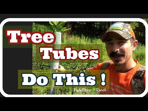 Tree Tubes for Seedlings Basics 🌳