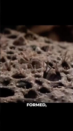 This Toad Gives Birth… Through Its BACK!? 😱🌀 #shorts
