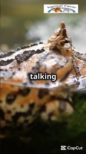 Surinam Toad: The Incredible Baby-Carrying Toad!