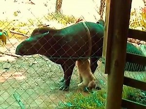 Monkey Has His Way With A Tapir. Inter-Species Love.