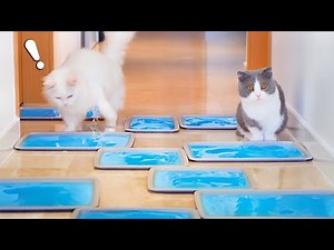 What Can't Cats Walk On? #49