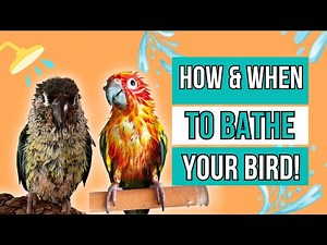 How and when to shower your bird 🦜🚿
