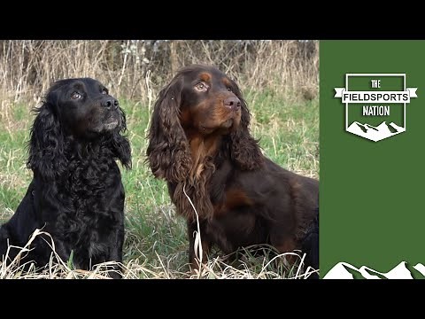 Want perfect puppies? Here's how to get dogs to mate