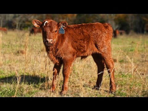 The Ultimate Guide to Calving | Raising Cattle