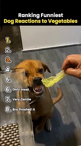 Ranking Funniest Dog Reactions to Vegetables #shorts