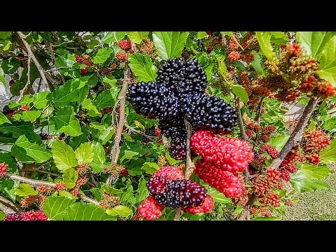COMO PLANTAR AMORA NO VASO PASSO A PASSO DA GERMINAÇÃO ATÉ A FRUTIFICAÇÃO.