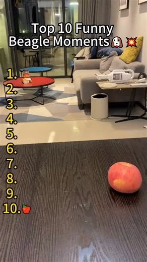 Beagle on Instagram: "🤣🤣🤣"