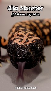 17K views · 112 reactions | 年 The CUTEST Lizard in the WORLD! 年 #venomous #cute #animals #cuteanimals #cuteness #adorable #pretty #beautiful #pet #petsoftiktok #pets #venom #venomous #lizard #herpetology #reptile #wildlife #wildanimals #natureza #nature #naturelover | Robert Wedderburn Productions | Facebook
