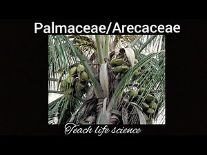 palmaceae/Arecaceae/palmae family