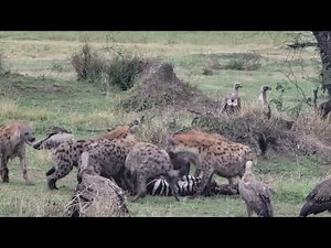 Hyena eating Zebra in Serengeti national park