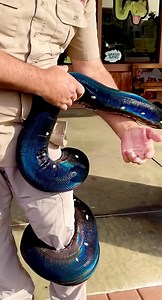 2.1M views · 10K reactions | Our beautiful rainbow python Domino just had babies and we are very excited to see what we hatch today朗 . . . #beautiful #rainbow #giant #python #new #babies #nature #awesome #incredible #animals #cute #wow #wildlife #fbpost #animal #reels #fbreelsvideo #fbreels #animallovers #life #fun #wild #AmaZing #video #moment #facebook #fb #post #friends #reelsfb | Jayprehistoricpets | Facebook