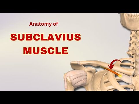 Subclavius Muscle Anatomy | Muscle of Pectoral Region | Doctor Speaks