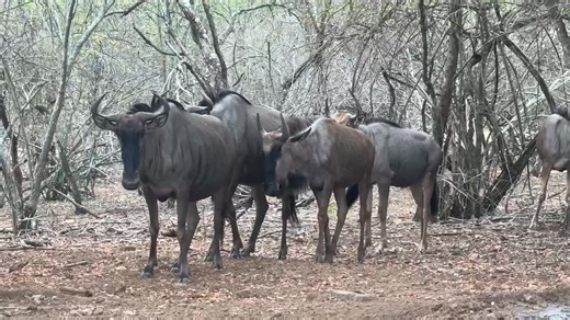 54K views · 1K reactions | Wildebeest Herd  | Wildest Kruger Sightings | Facebook