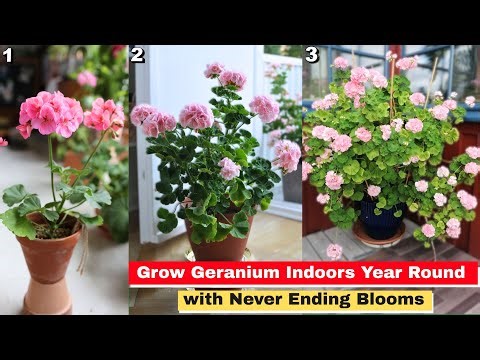 Grow Geranium Indoors Year Round with Never Ending Blooms