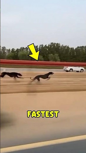 Top 3 Fastest Dog Breeds Ever Recorded🐕⚡🏆#facts #animals #animalfacts #wildlife #didyouknow #dog