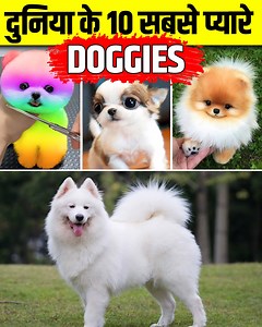 1.1M views · 229 reactions | दुनिया में 10 सबसे cute dogs.....Cutest Dogs in the World | World’s Cutest Dog Breeds | Mysterious Mind | Facebook