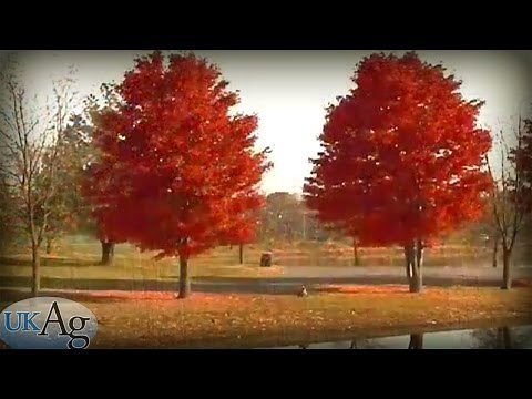 Pruning Landscape Trees (How-To)