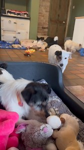 Update on the Jack Russell found on the dual carriageway in wales. 💙 She’s doing so well, she’s really turned into a happy JRT ❤️‍🩹 It’s been so good for her to learn from the other dogs. Her sores on her legs have healed. It’s so lovely to see her play, She really loves her toys and playtime. 🧸 | Jack Russell Terrier Rescue UK