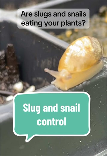 Control Snails and Slugs with Duck Farming Tips