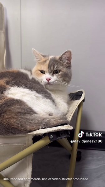 Best Projectors for Bedroom Shopping on TikTok