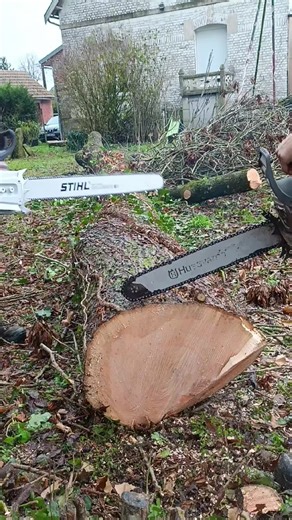 881 🦍 vs 592xp🐅 #stihl #ms881 #592xp #husqvarna #bucheron @Benj chasse @tioszalai 02