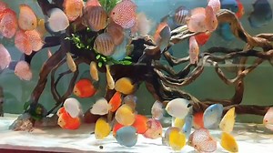 DISCUS HOUSE. The biggest Discus Fish Farm in Vietnam