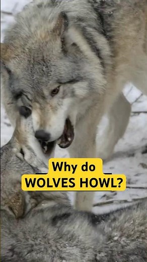 Why Do Wolves Howl? Wild Pack Communication Explained