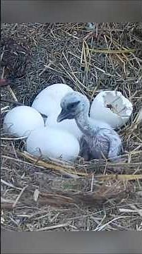 New born stork baby #nest #nature #egg #storks #whitestork #shorts #storknest