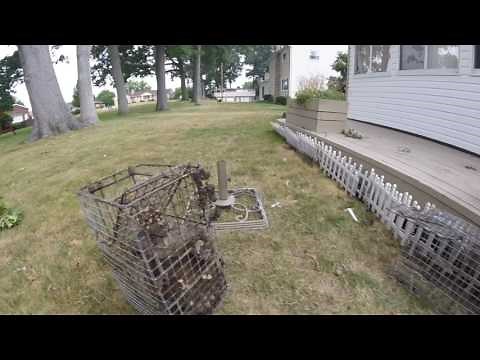 Groundhog/Woodchuck Trapping Tip