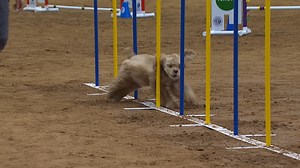8.2K views · 353 reactions | Who else could watch dogs master the weave poles all day? | American Kennel Club | Facebook