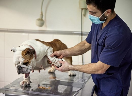 5 Common Shoulder Injuries in Dogs: How To Identify, Treat, and Manage Them