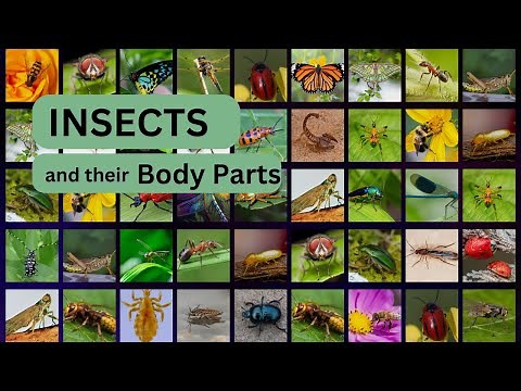 Insects and their body parts |Insects for kids |Insect's body parts | Insects name| Invertebrates