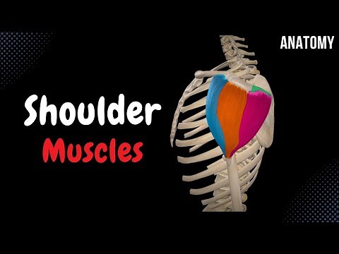 Muscles of the Shoulder (Division, Origin, Insertion, Function)