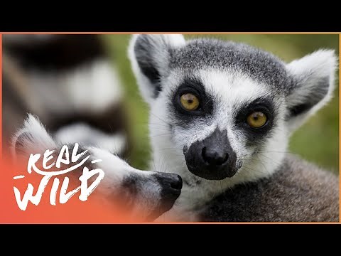 The Lemurs Of Madagascar (Wildlife Documentary) | Going Wild