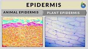 Epidermis - Definition and Examples - Biology Online Dictionary
