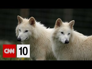 One year since dire wolves were "brought back" from extinction | October 7, 2025