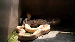Albino burmese python try to crawling on the wall. The Burmese python is one of the largest snakes in the world.