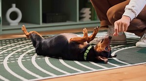 How to Teach Your Dog to Roll Over in 7 Simple Steps | Chewy