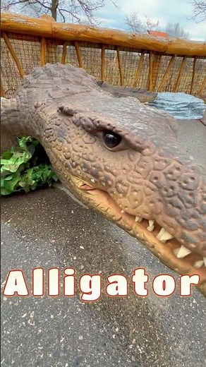 Meet the Amazing Alligator!
